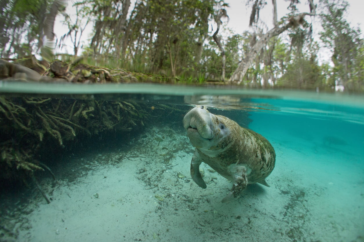 Manatees