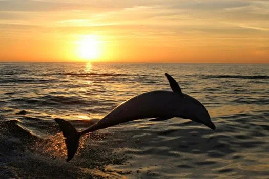 sunset sailboat cruise tampa