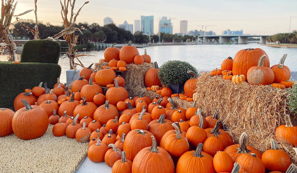 pumpkin patches fall festivals