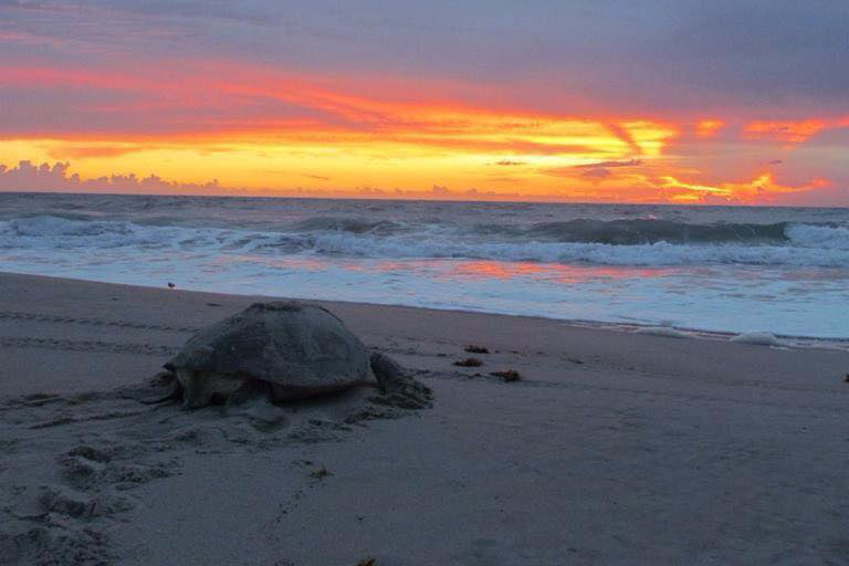 Space Coast Date: Behold Sea Turtle Nesting on a Turtle Walk