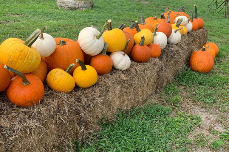 Precious Pumpkin Patches in Tampa Bay (and Nearby)