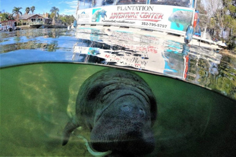 See Manatees in the Wild at TECO Manatee Viewing Center and Beyond