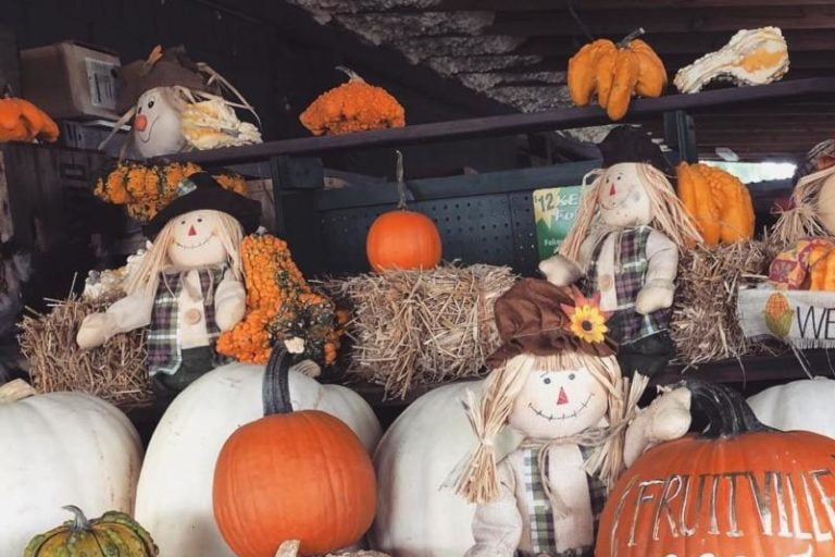 Instagram-Worthy Pumpkin Patches in Tampa Bay