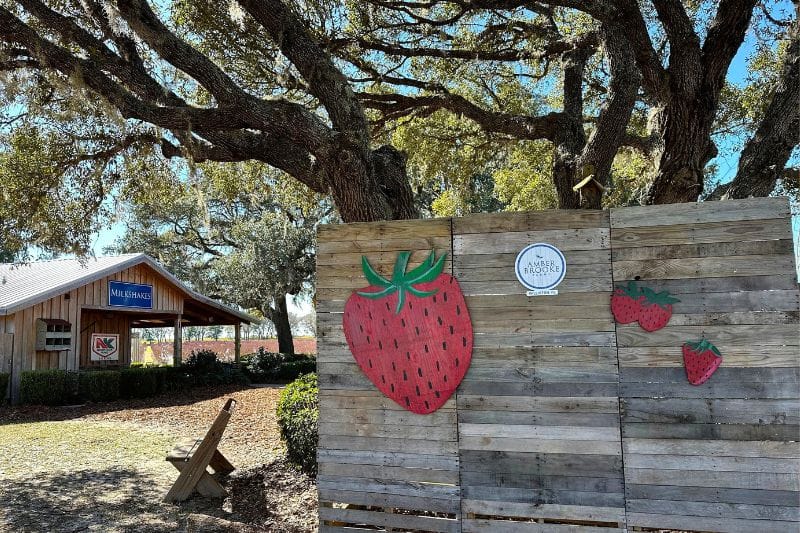 Amber Brooke Farms Williston Strawberry Festival -shaded oak tree area