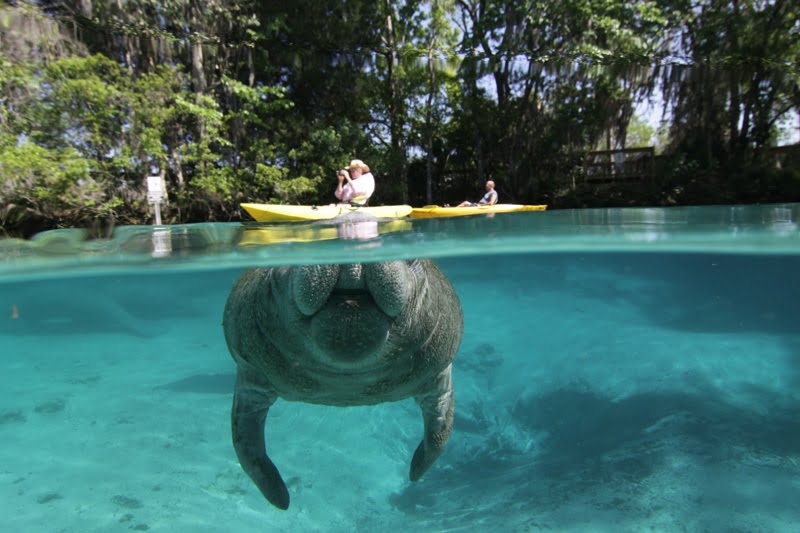 Manatees: Kayaking at Crystal River - Tampa Bay Date Night Guide