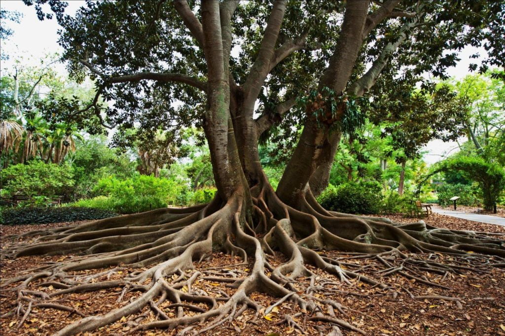 Marie Selby Botanical Gardens