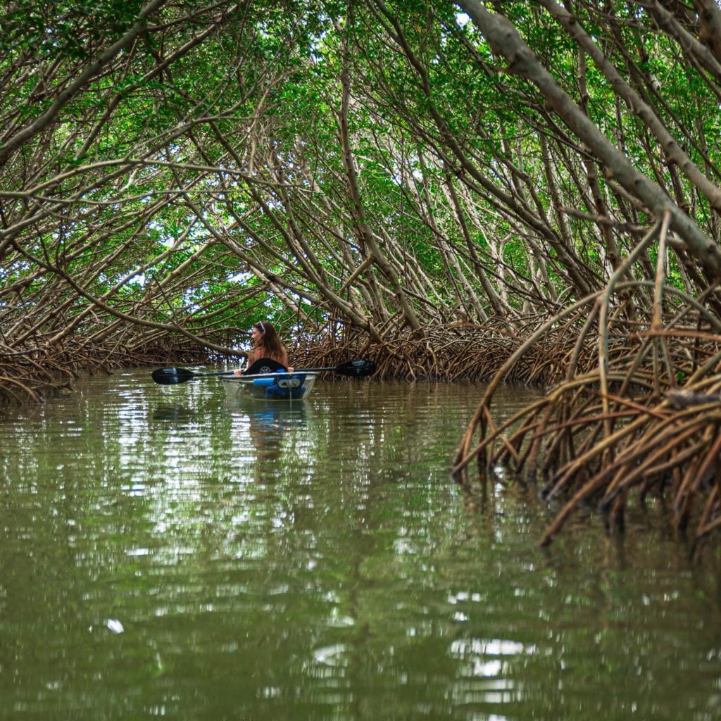 First Date Ideas in Tampa Bay - clear kayaking tour