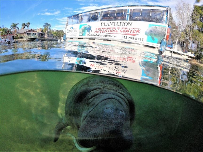 Swimming with manatees in Crystal River