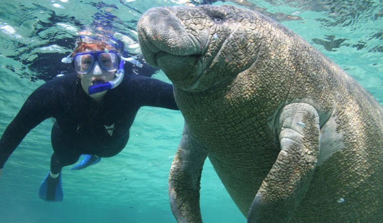 A Bucket List Date Day Swimming with Manatees in Crystal River