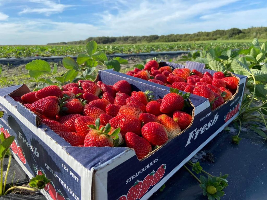 Where to Pick your own Strawberries - Hunsader Farms Tampa Bay