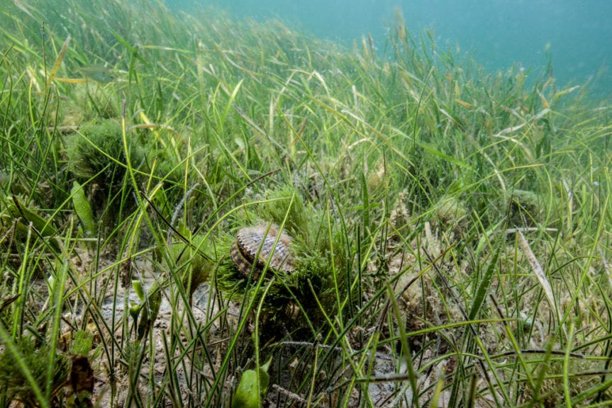 Scalloping in Tampa Bay