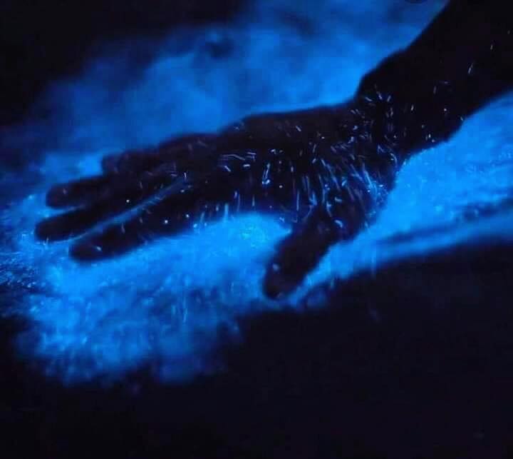 Kayaking tours in Florida with bioluminescence