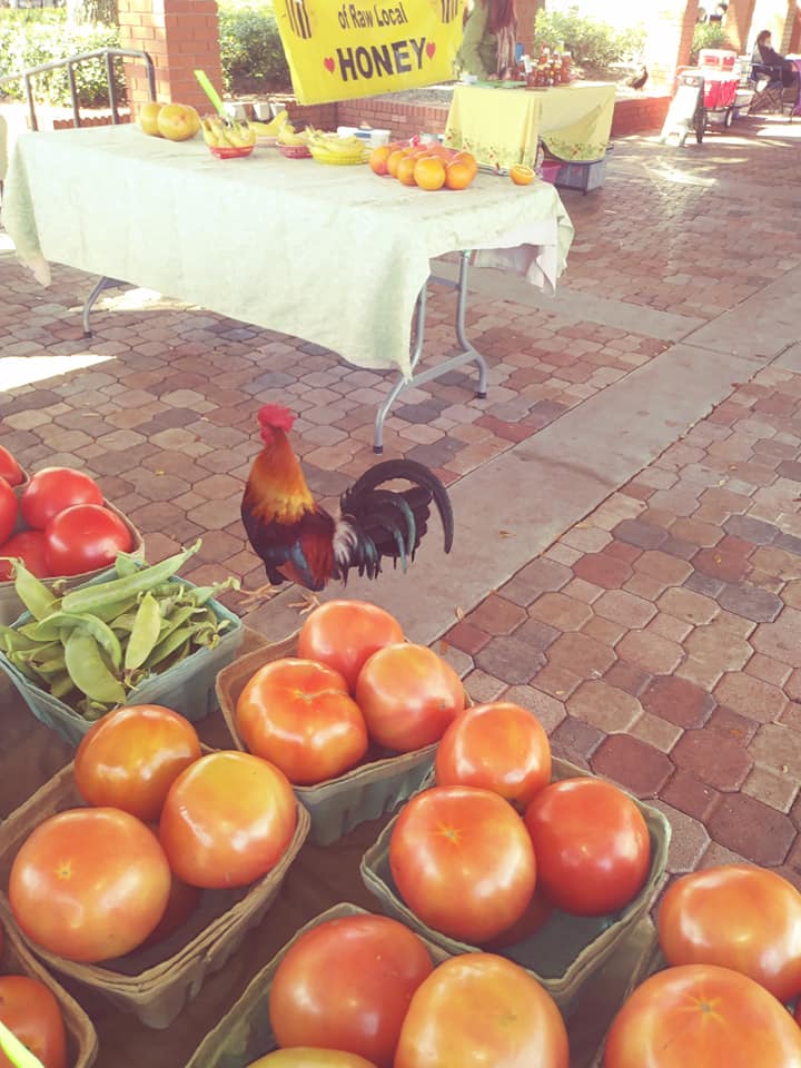 Rooster at Ybor City Saturday Market