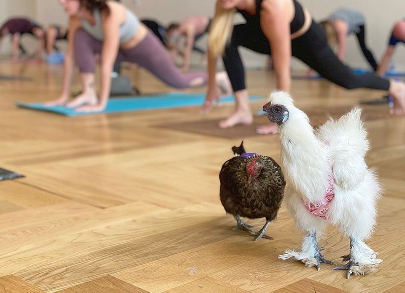 Chicken Yoga in Ybor City