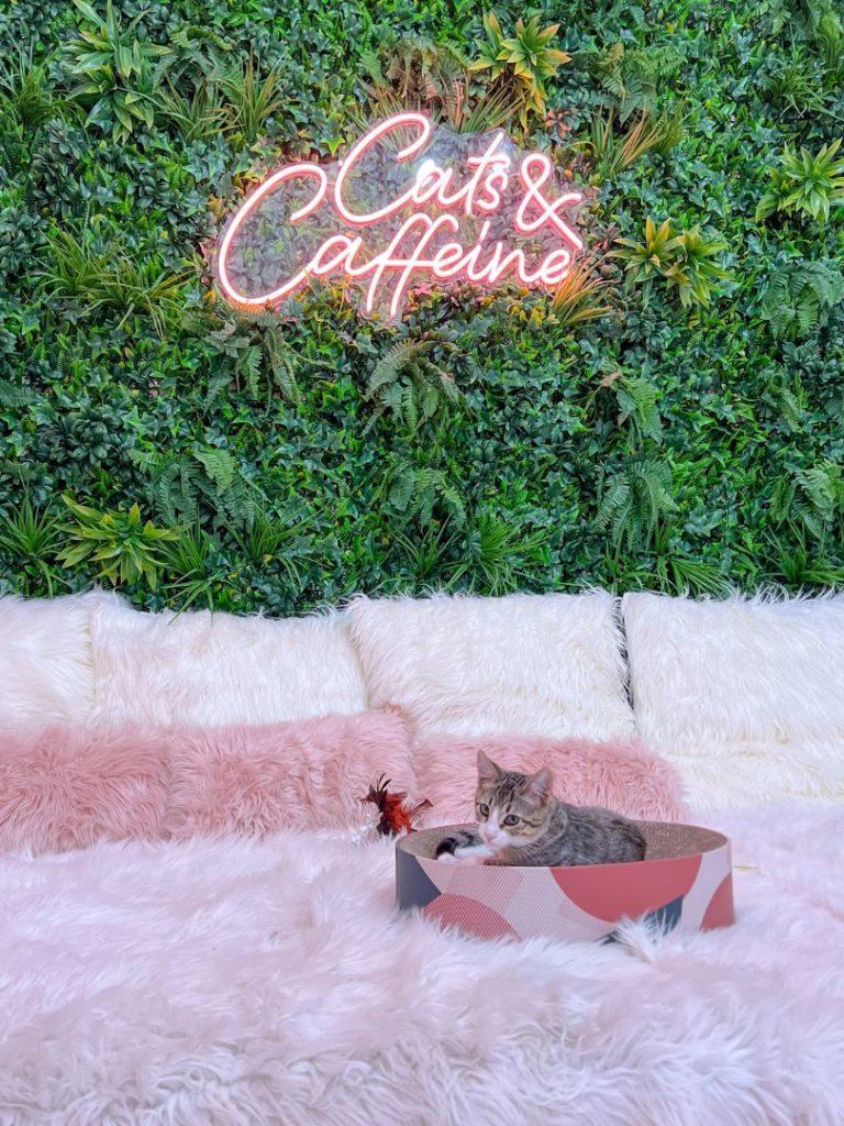 a grey cat sits in a colorful cat bed at Cats and Caffeine Coffee Shop in Tampa