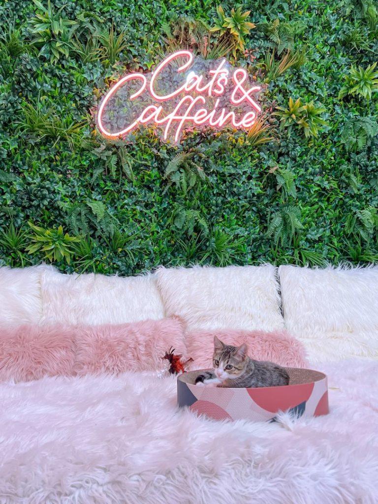 a grey cat sits in a colorful cat bed at Cats and Caffeine Coffee Shop in Tampa 