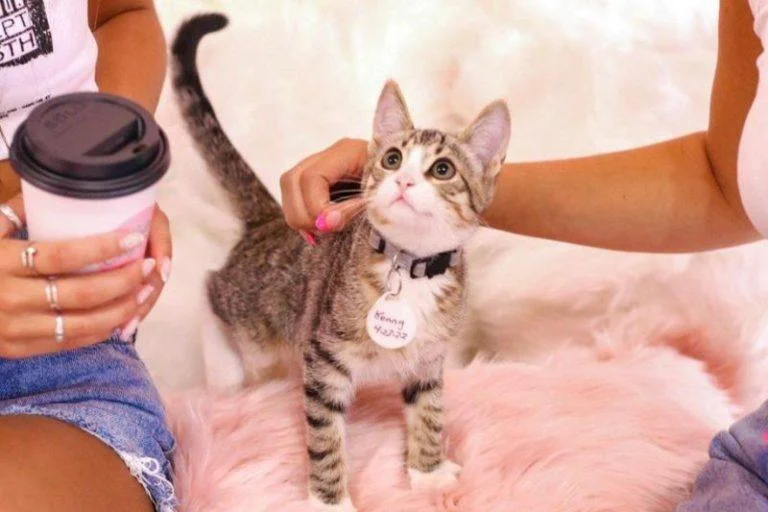 Beyond the Bean: Exploring Tampa Bay’s Unique Coffee Shops