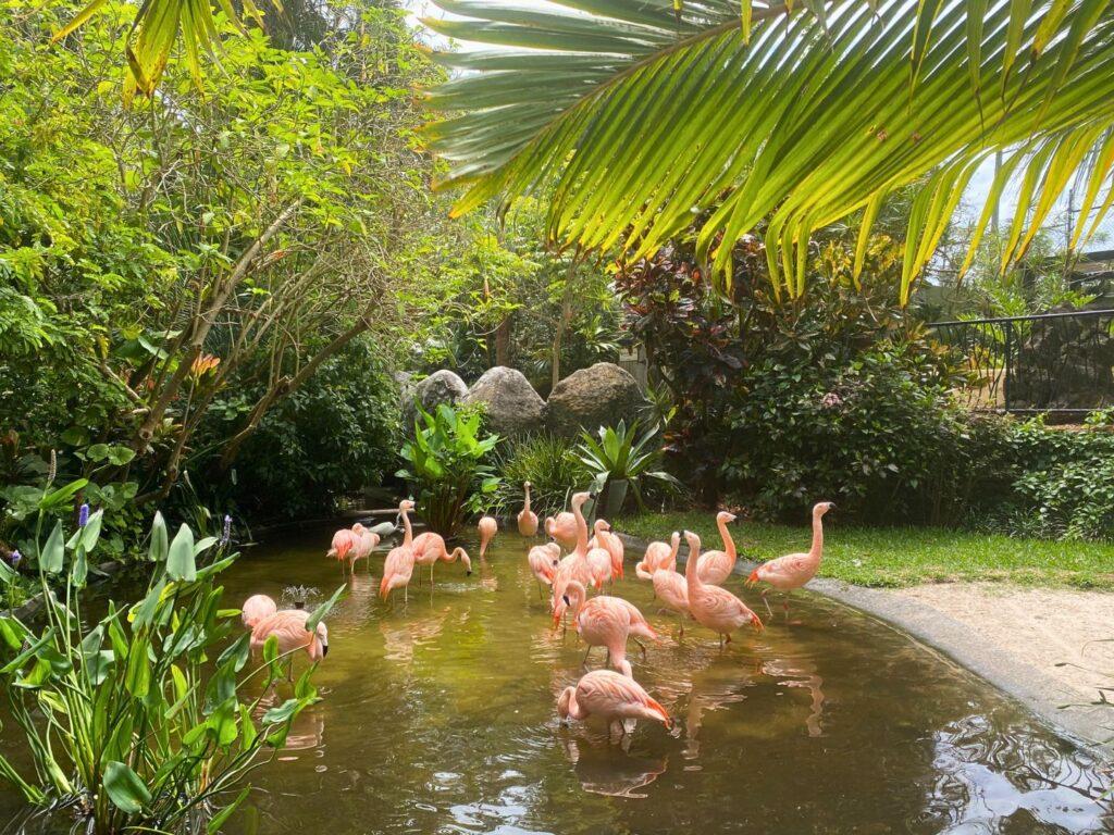 Sunken Gardens Flamingos in water