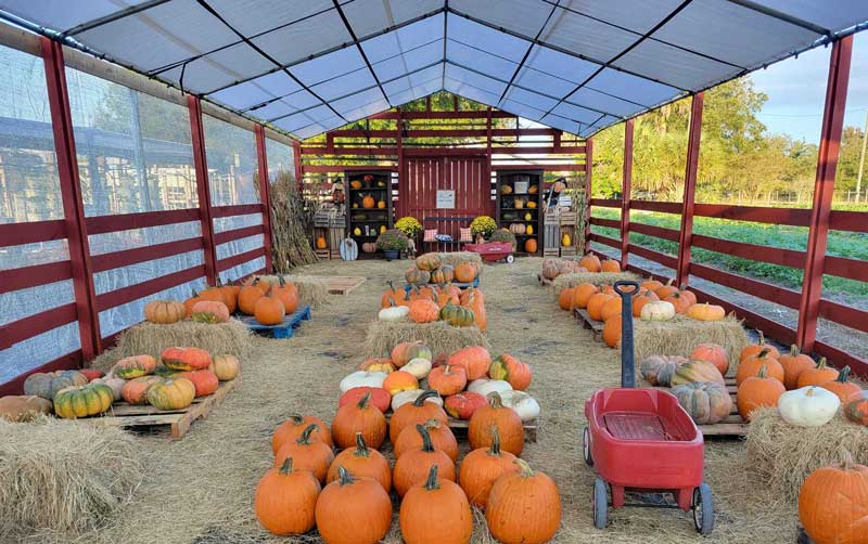 pumpkin patch in wesley chapel