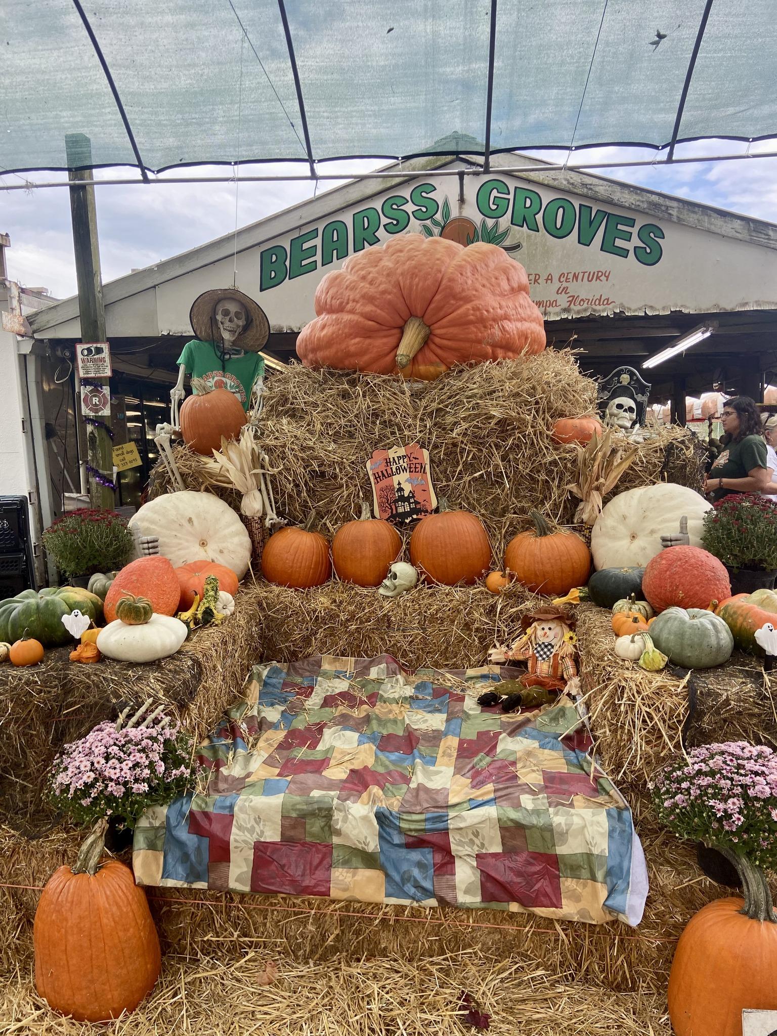 Wesley Chapel's Best Pumpkin Patches