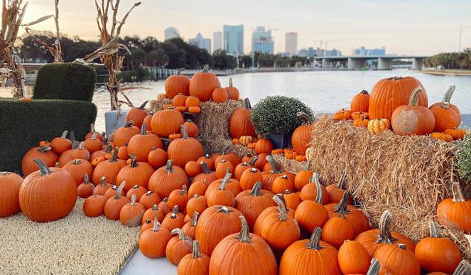 tampabaypumpkinpatches