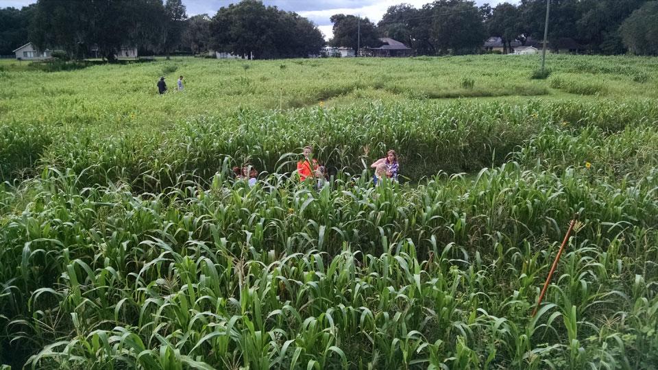 tampa bay corn mazes