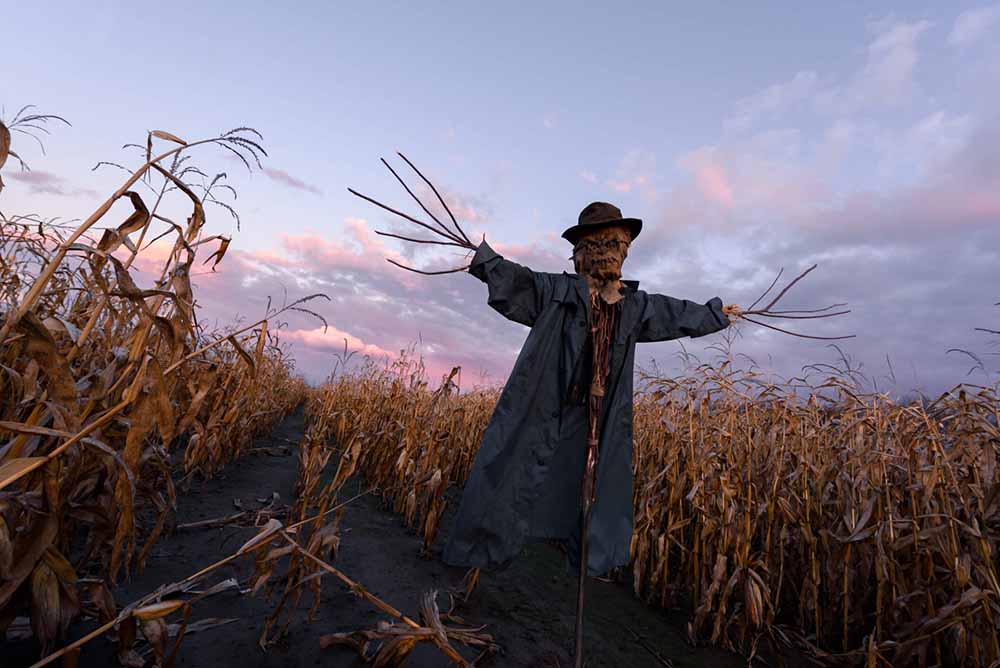 haunted corn maze