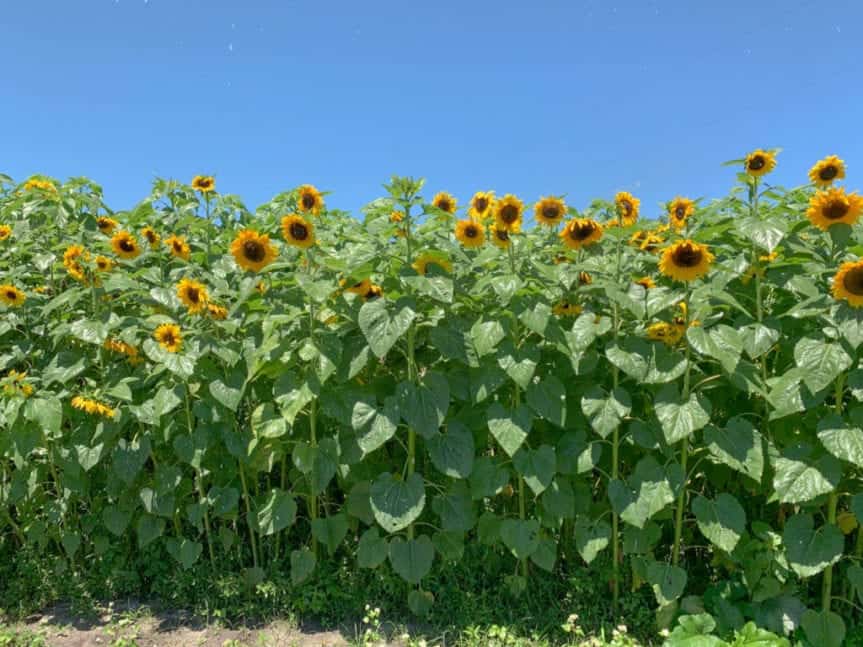 u-pick sunflowers Sweetfields 