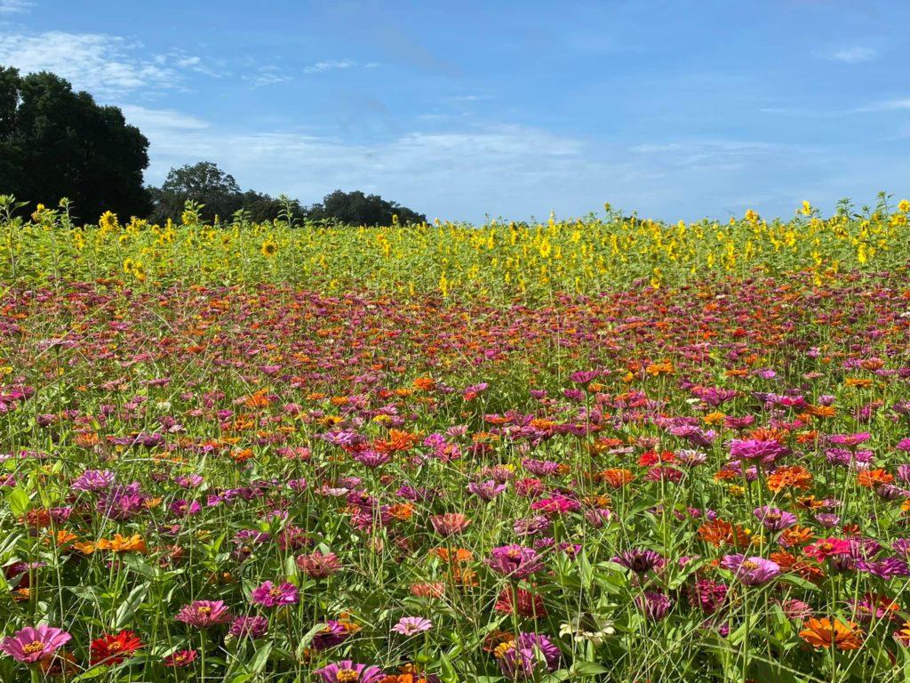 Berry Sweet Acres u-pick flowers