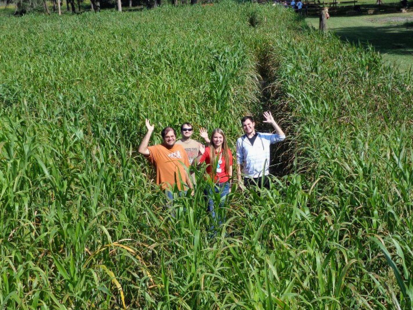 Fox Squirrel Corn Maze Tampa 2023