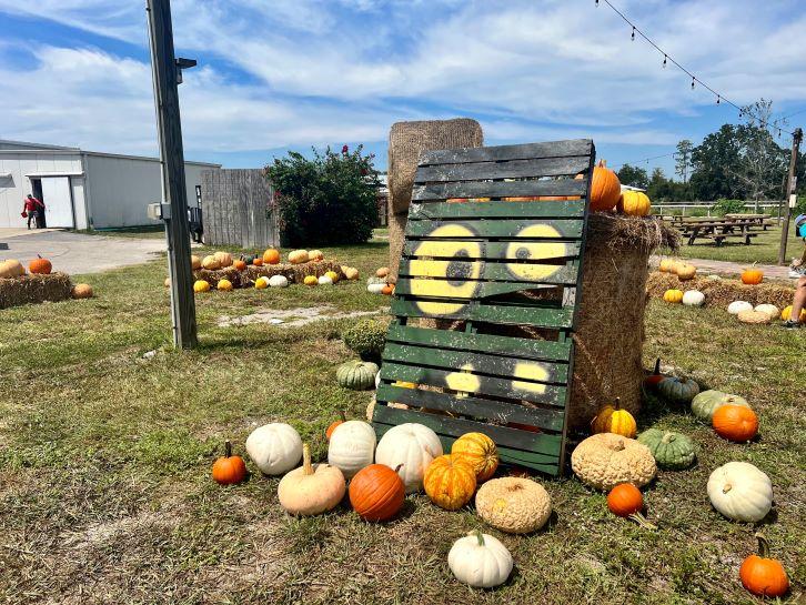 pumpkins at raprager farms