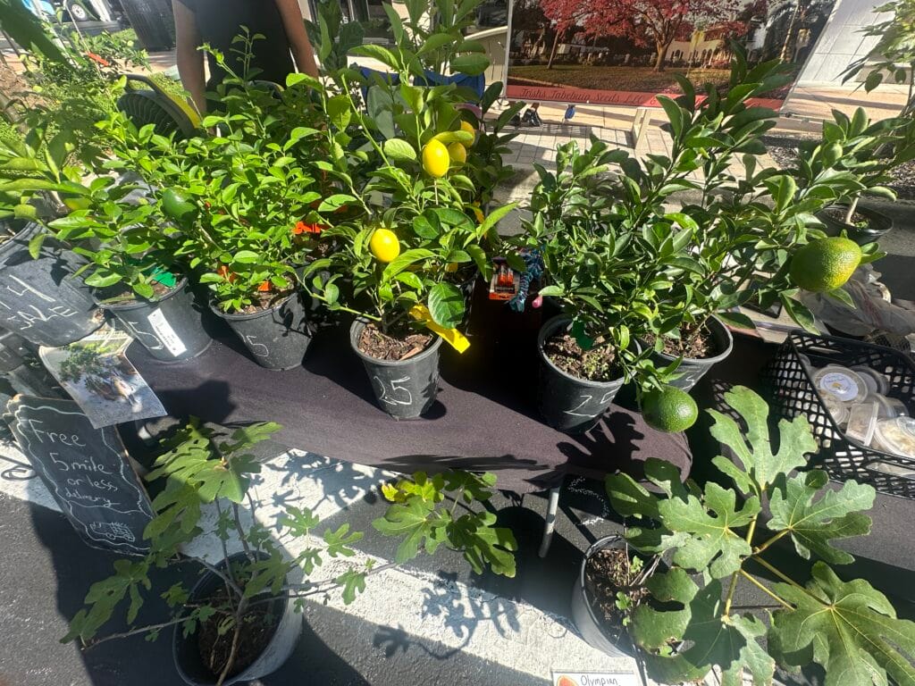 fruit trees sold at Fresh Market at Wiregrass