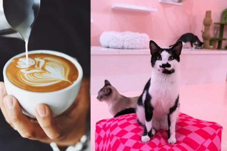 7 Purrrr-fect Cat Cafes in Tampa Bay for Cuddles and Yap