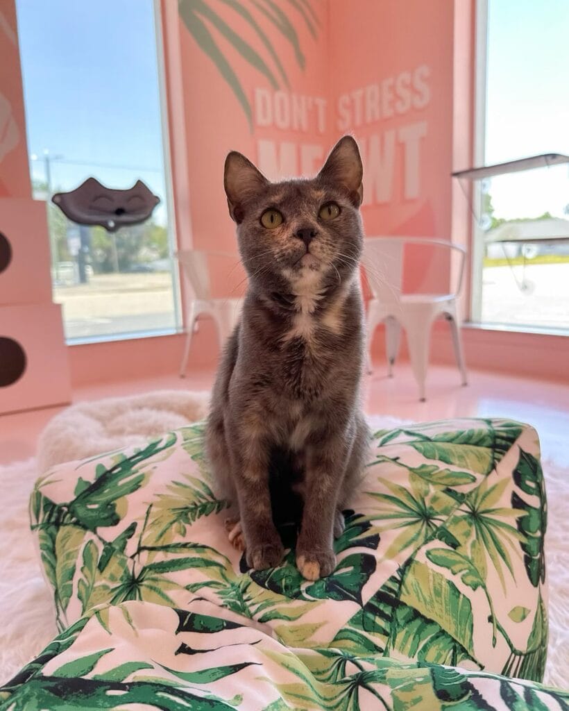 Cats and Caffeine Tampa Bay - cat in corner pink walls @catscaffeine