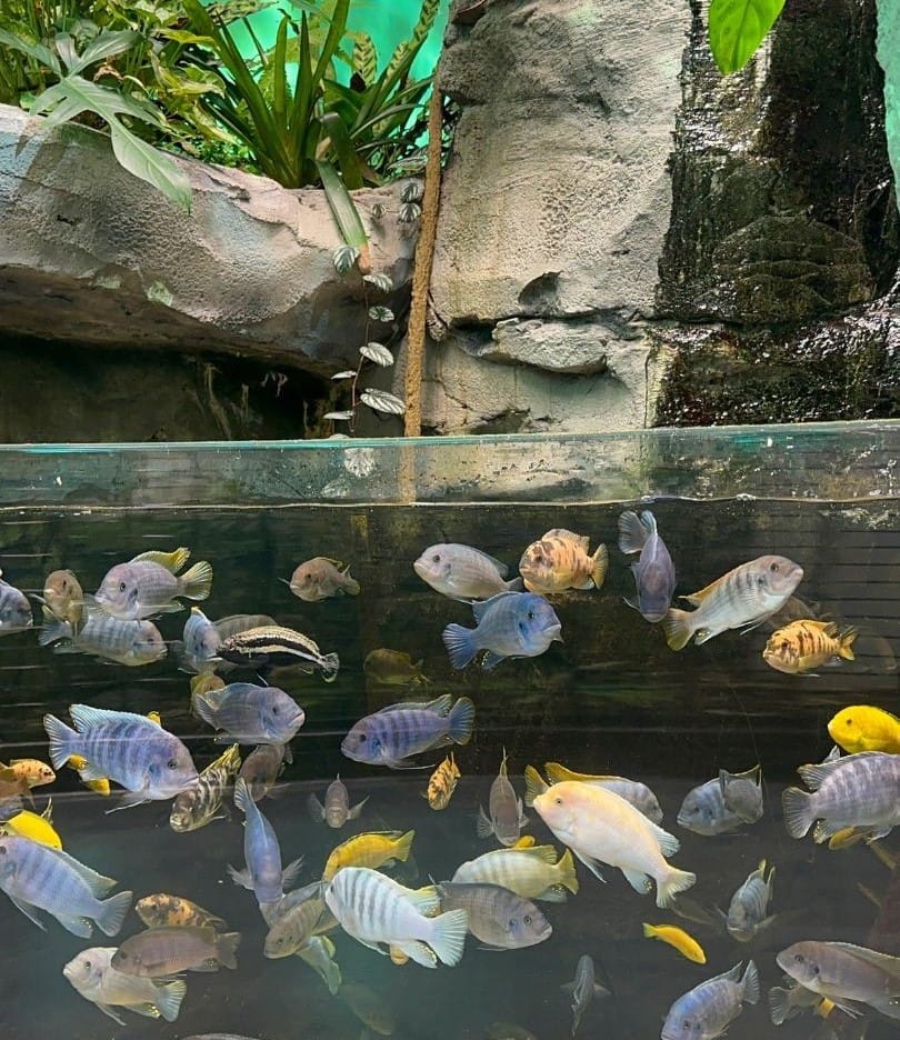 fish in tank at Life Exhibit at Orlando Science Center - image by Dani Meyering