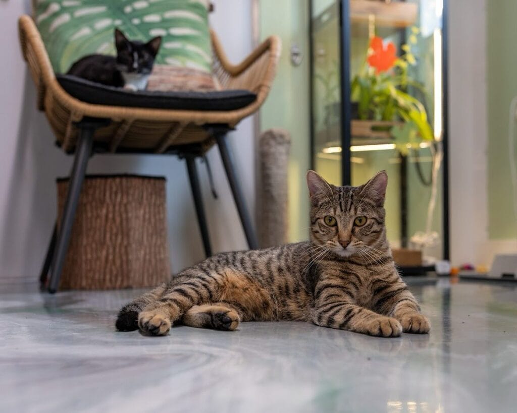 Two Cats at Botany Cats - @botany_cats