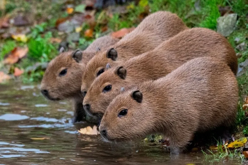 St. Pete Capybara Café