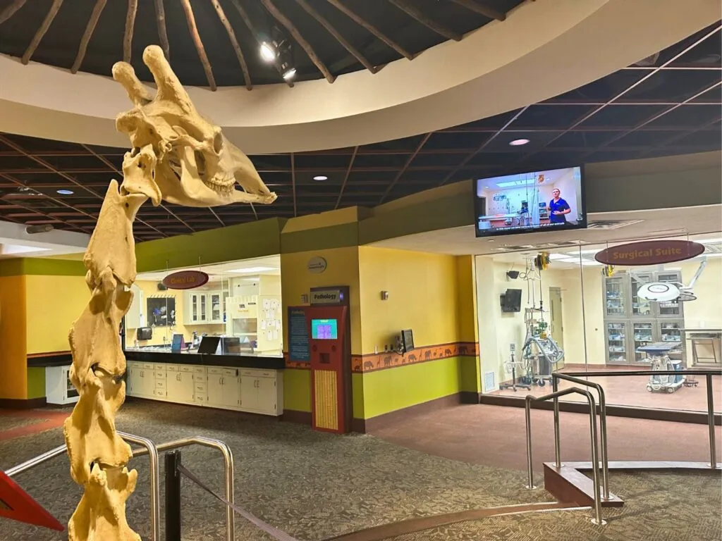 Inside Animal Care Center Busch Gardens Tampa Bay - image by Dani Meyering