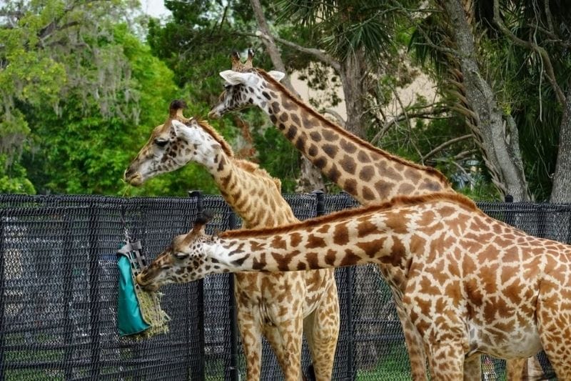 A group of Giraffes at Zoo Tampa