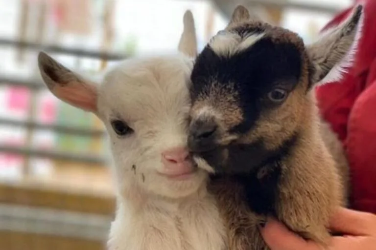 Baby Goats at the Hillsborough County Fair