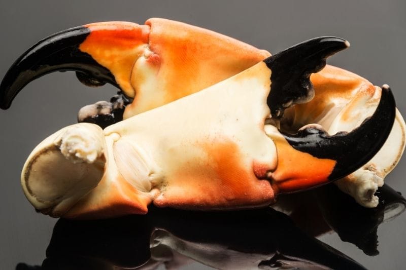 Stone Crab claws