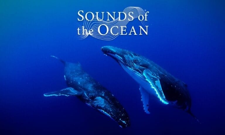 Sounds of the Ocean inspires us all to think about our human impact on the ocean