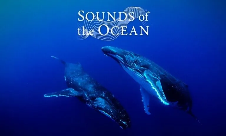 Sounds of the Ocean inspires us all to think about our human impact on the ocean