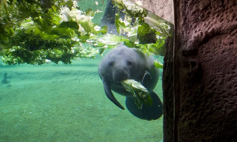 An image of a Manatee at ZooTampa munching on lettuce in the tank