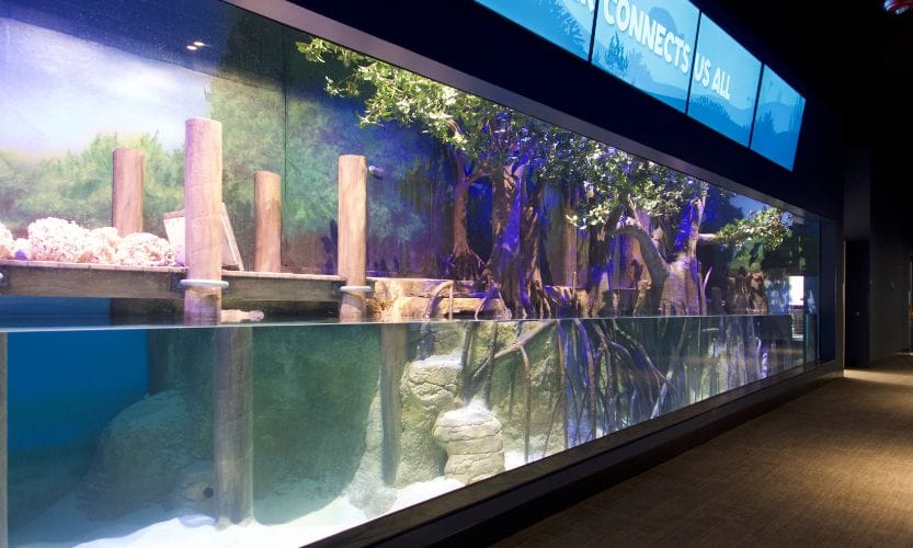 A an indoor brackish fish tank full of water at ZooTampa