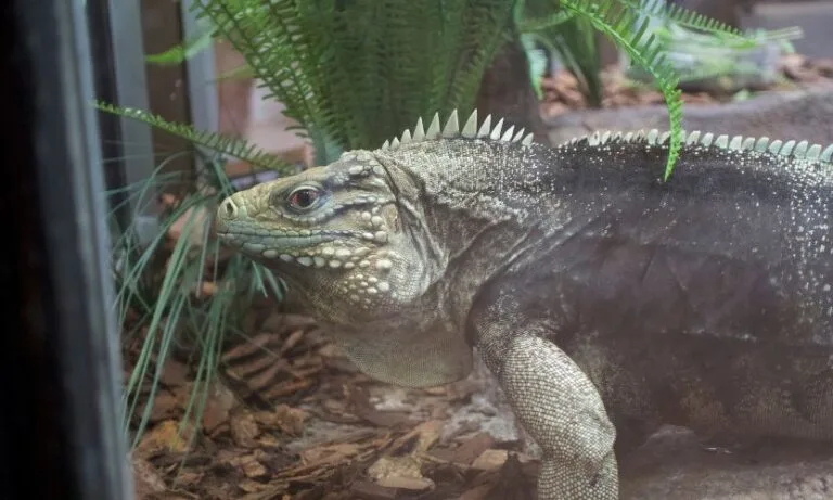 A big, green reptile inside of the Zootampa Reptile and Amphibian Discovery center