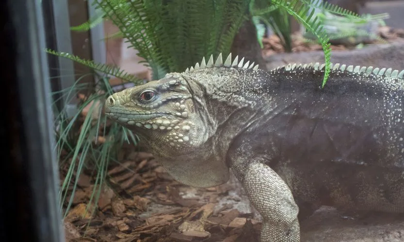 A big, green reptile inside of the Zootampa Reptile and Amphibian Discovery center