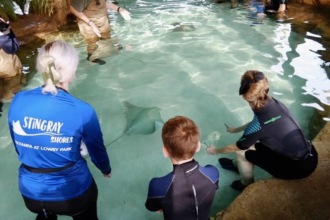 in-water stingray experience at ZooTampa Stingray Shores