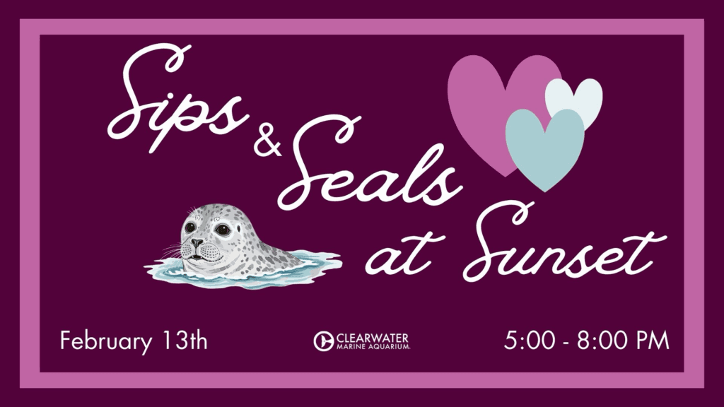 Sips & Seals is taking place this Valentine's Day at Clearwater Marine Aquarium!