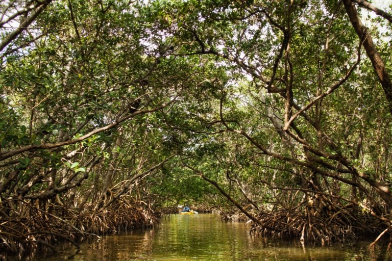 Lido Key mangrove tunnel kayaking